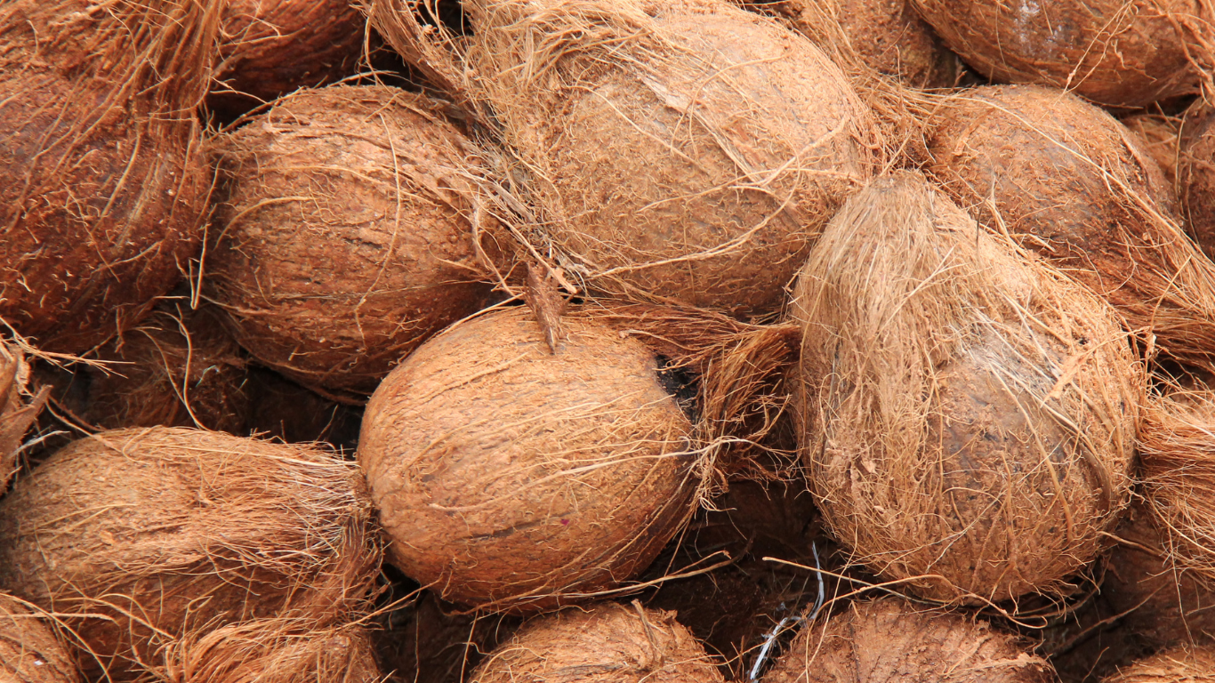 Semi Husked Coconut Exporter India