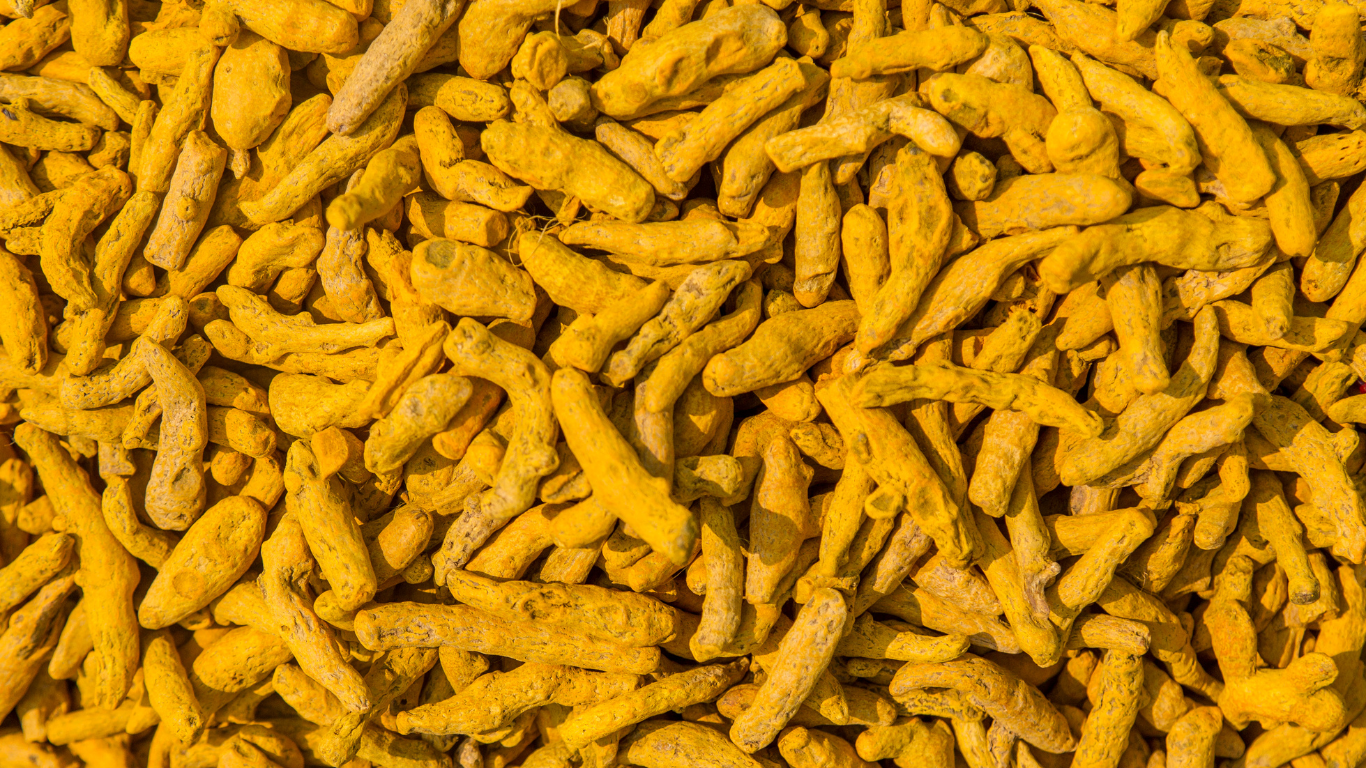 Premium Turmeric Finger Exporter India
