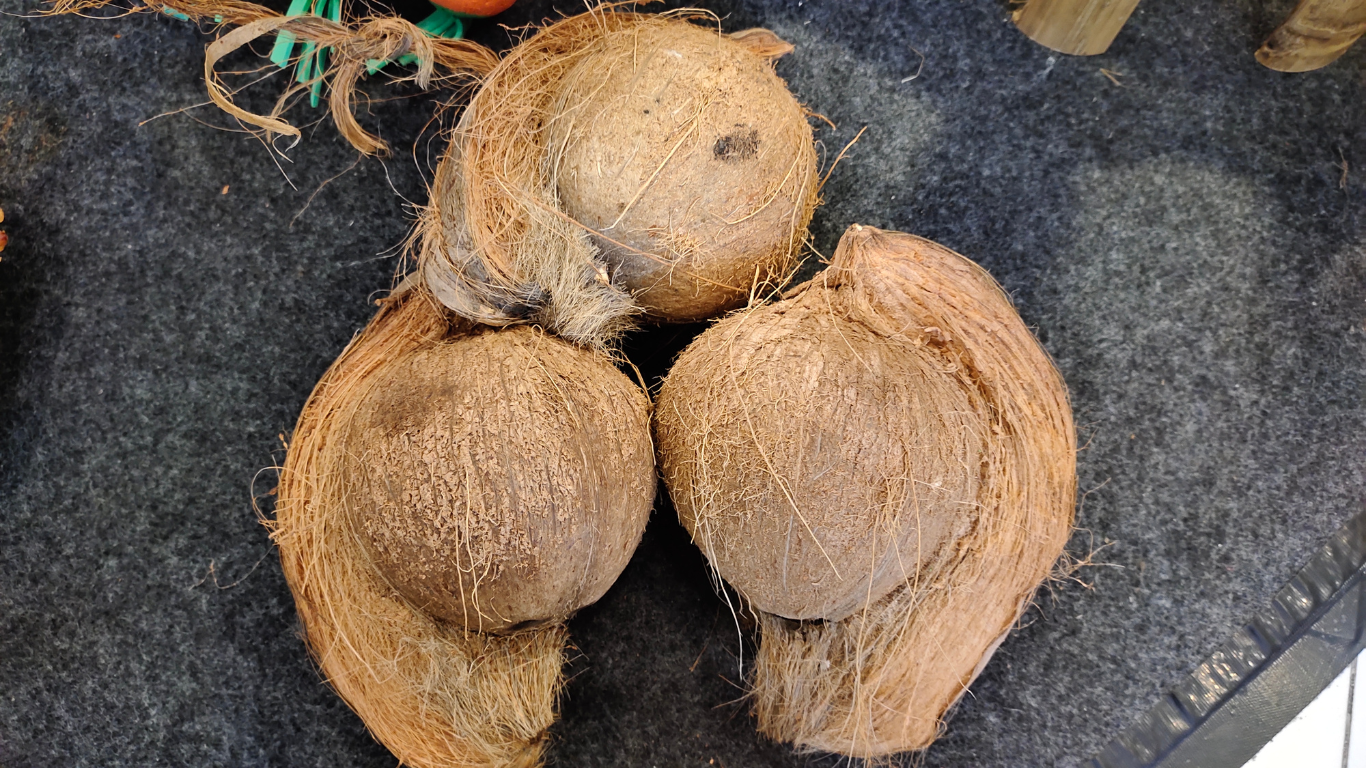 Semi Husked Coconut Exporter India