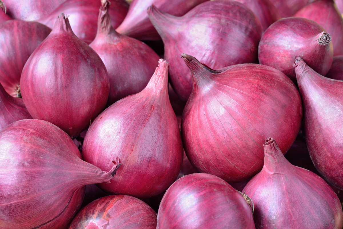 Onion Export from India