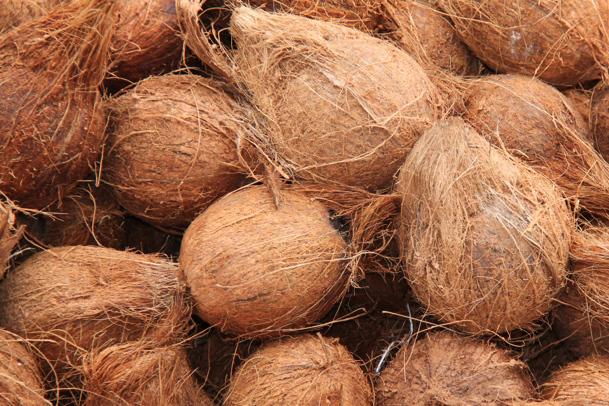 Semi Husked Coconut Export