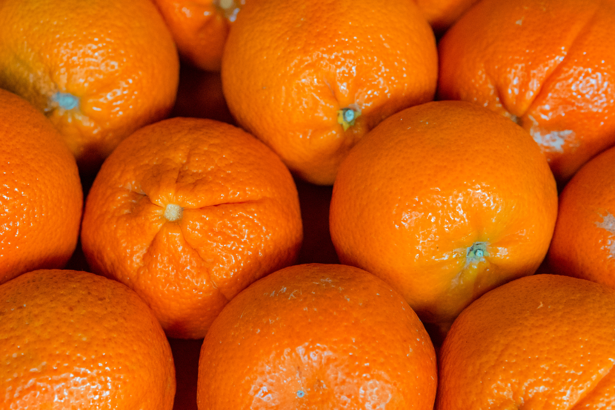 Mandarin Orange  Export