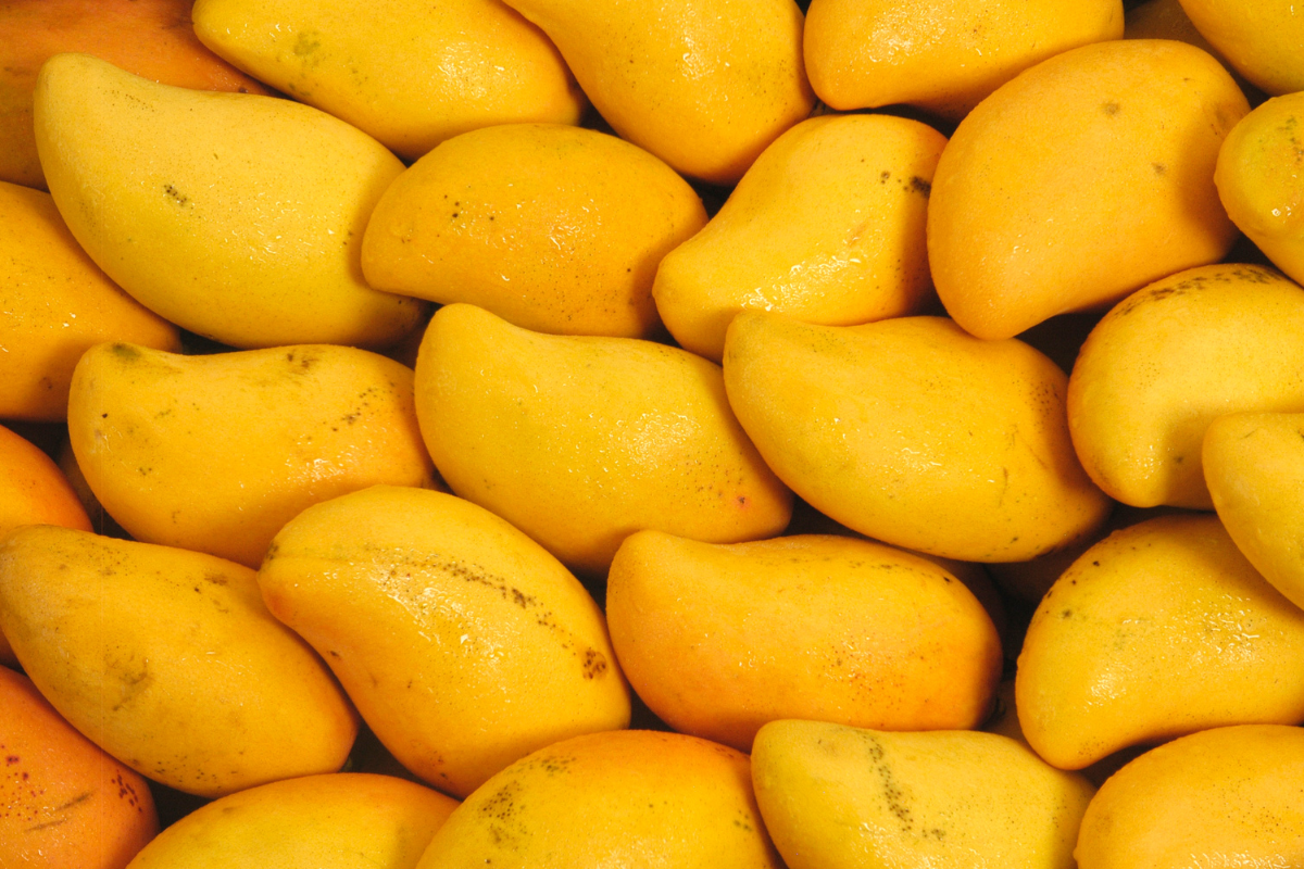 Mango Export from India